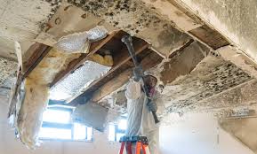 Why You Should Choose Our Mold Remediation Services in Malvern, PA